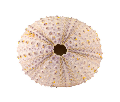 sea urchin shell in high detail