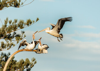 Pelicans flying and landing on a light post in Collaroy at Fishermans Beach in the Northern Beaches of Sydney, Australia