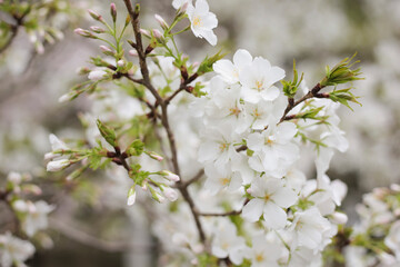 葉桜