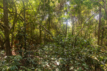 Forest of Nam Ha National Protected Area, Laos