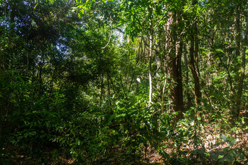 Fototapeta na wymiar Forest of Nam Ha National Protected Area, Laos