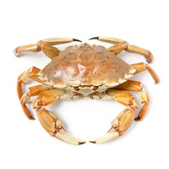 crab on white background