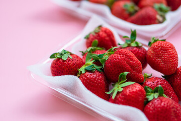 いちご　ふるさと納税　返礼品