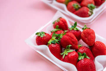 いちご　ふるさと納税　返礼品