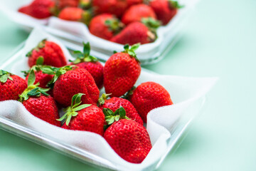 いちご　ふるさと納税　返礼品