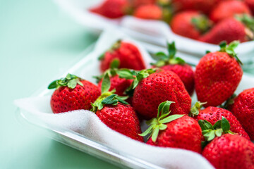 いちご　ふるさと納税　返礼品