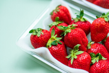 いちご　ふるさと納税　返礼品