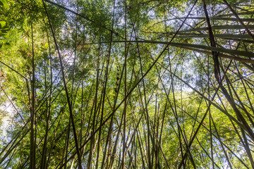 Bamboo forest near Luang Namtha town, Laos