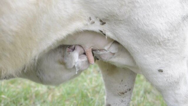 Deux jeunes veaux blancs de race Charolaise en train de t&eacute;ter au pis de la m&ecirc;me vache