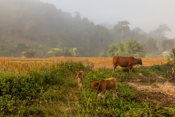Cows near Namkhon village near Luang Namtha town, Laos