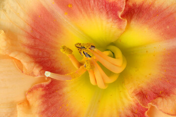 Fototapeta na wymiar Multicolor daylily. Detailed macro background