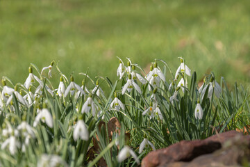 Obraz premium Schneeglöckchen zarte Einzelblüten