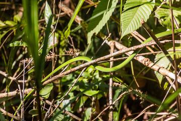 Asian whip snake (Ahaetulla) in a forest near Luang Namtha, Laos