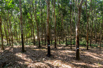 Rubber trees being tapped near Luang Namtha town, Laos