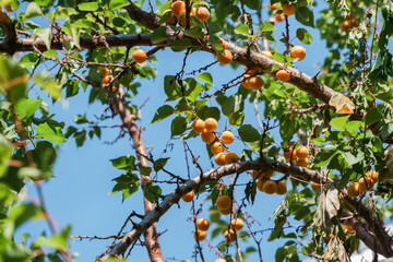Apricots on a tree against the sky