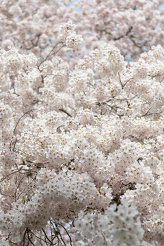 sakura blossom nature backdrop. sakura blossom in springtime. photo of sakura blossom tree