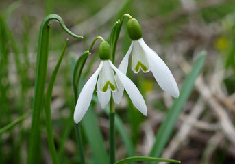 Flower heads of snowdrops close up.