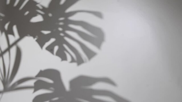 blur background. shadows monstera leaf on concrete plants absorb toxins on white wall