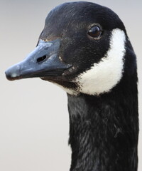 portrait of a goose