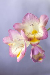 Close up blossom of beautiful pink freesia flower (Iridaceae Ixioideae) on light violet background....