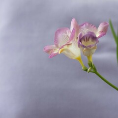 Close up blossom of beautiful pink freesia flower (Iridaceae Ixioideae) on light violet background. Shallow depth of focus. Fresh fashion pastel lilac purple creamy yellow color combination. Square.