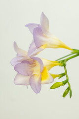 Close up blossom of beautiful light violet yellow freesia (Iridaceae, Ixioideae) flower on light beige background. Fresh fashion bright neon colors, modern trend in color combination. Vertical frame.