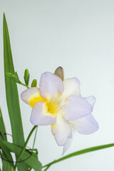 Close up blossom of beautiful light violet yellow freesia (Iridaceae, Ixioideae) flower on light grey background. Fresh fashion bright neon colors, modern trend in color combination. Vertical frame.