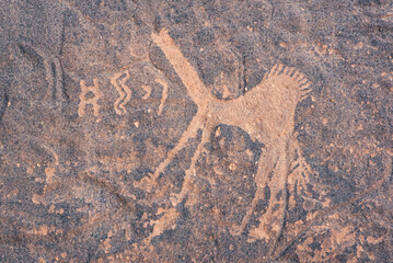 Prehistoric camel rock carvings at Jubbah, a Unesco World Heritage Site in Saudi Arabia