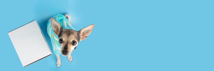 Pet shop online banner, pet delivery, a dog with a box parcel wearing a sweater on a blue background, pet clothes and accessories, copy space