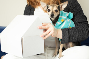 Pet delivery, online shopping for pets, a dog with a box parcel in the hands of the owner