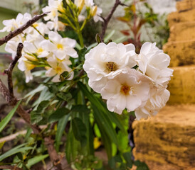 Floral wallpaper, nature photography, natural gardening background, beautiful  white rose flowers blooming in garden 