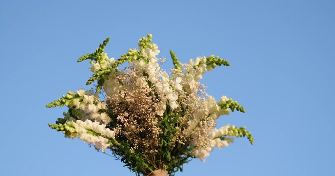  a bouquet of white flowers on the background of blue sky, summer, spring concept. 4k footage