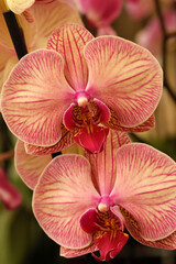 Fototapeta na wymiar Orchid Phalaenopsis.