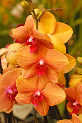 Obraz na płótnie Canvas Orchid Phalaenopsis.