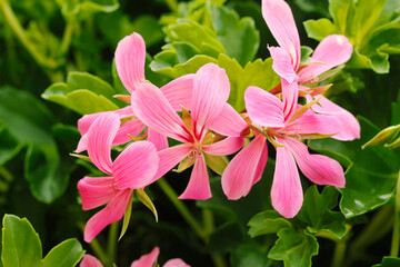 Ivy-leaf geranium. Pelargonium peltatum.