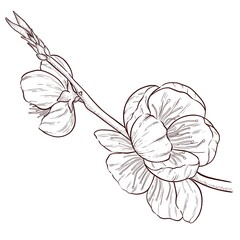 Apple blossom digital outline illustration 