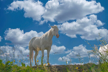 Horse in the Dolomites