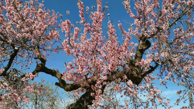 Almond tree blossom.