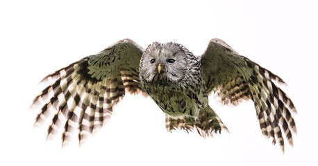 Ural owl in flight isolated on white background