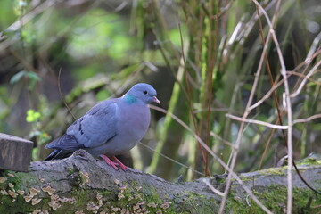 stock dove siting on a branch