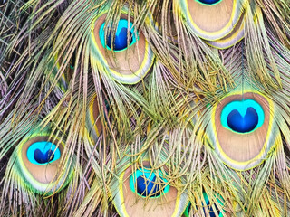 Fototapeta premium Peacocks blue eyes texture on feathers on a peacock tail