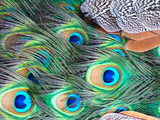 Peacocks blue eyes texture on feathers on a peacock tail