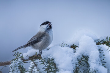 Willow tit (Poecile montanus)