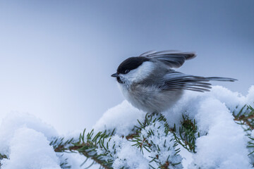 Willow tit (Poecile montanus)