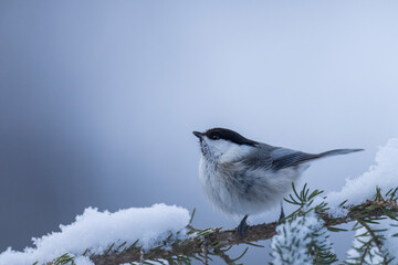 Willow tit (Poecile montanus)