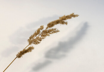 A sprig of dry reed is laid out on a white background. Dry grass, flowers, herbs.