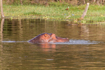 Hippopotamus (Hippopotamus amphibius) in Awassa lake, Ethiopia
