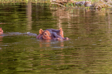 Hippopotamus (Hippopotamus amphibius) swimming in Awassa lake, Ethiopia