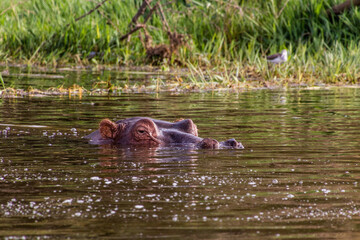 Fototapeta premium Hippopotamus (Hippopotamus amphibius) in Awassa lake, Ethiopia