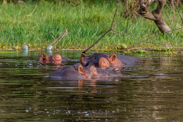 Fototapeta na wymiar View of Hippopotamus (Hippopotamus amphibius) in Awassa lake, Ethiopia